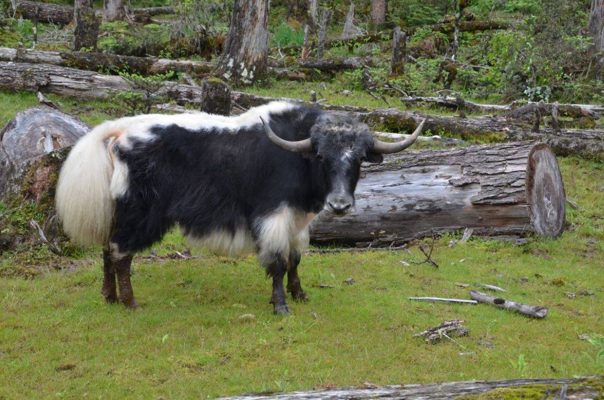Arunachal Pradesh Yak Charpi: First time yak milk product gets GI tag (Image source: ICAR)