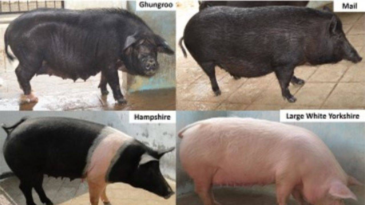 Local breeds of pigs, namely Ghangru and Mali;  Exotic breeds of pigs, Hampshire and Large White Yorkshire (LWY)