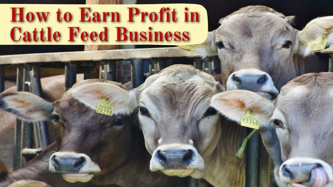 Profit Margin in Cattle Feed Business