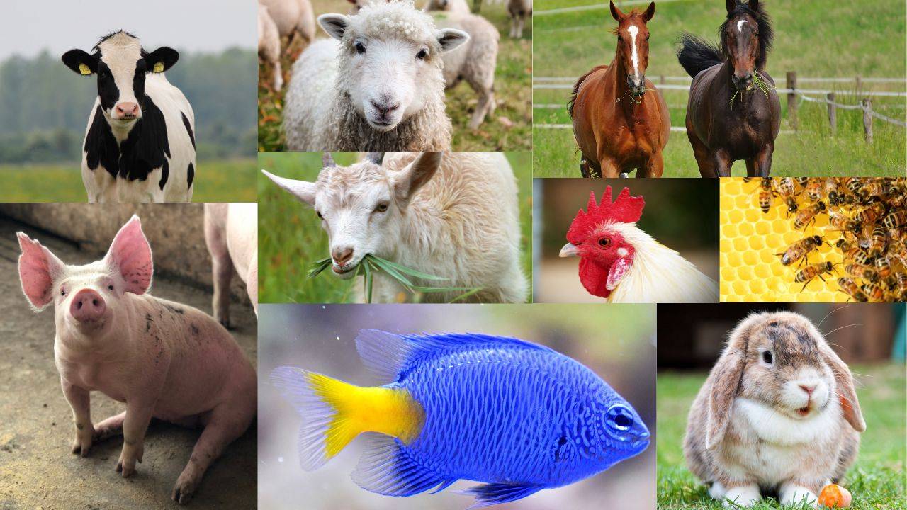 Animals are pets, they are raised as food, and they provide products important to everyday life. (Image Courtesy- Canva)