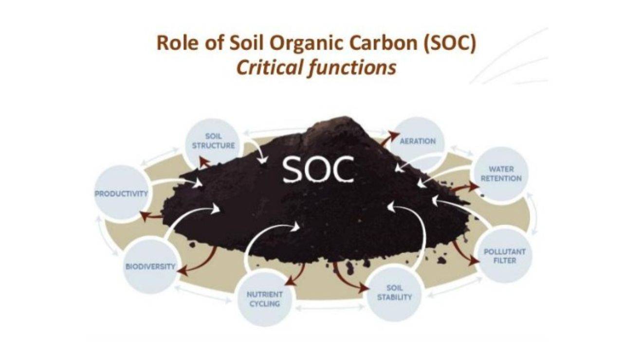 Soil carbon is important in plant ecosystems, serving several vital functions.