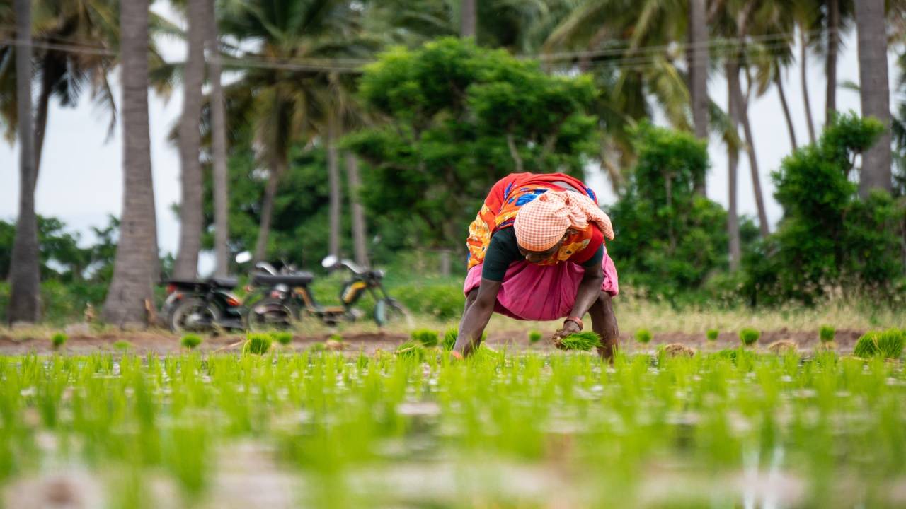 By 2030, Bayer plans to bring the DSR system to one million hectares in India, supporting over two million early-adopter smallholder rice farmers through its DirectAcres program. (Image Courtesy- Unsplash)