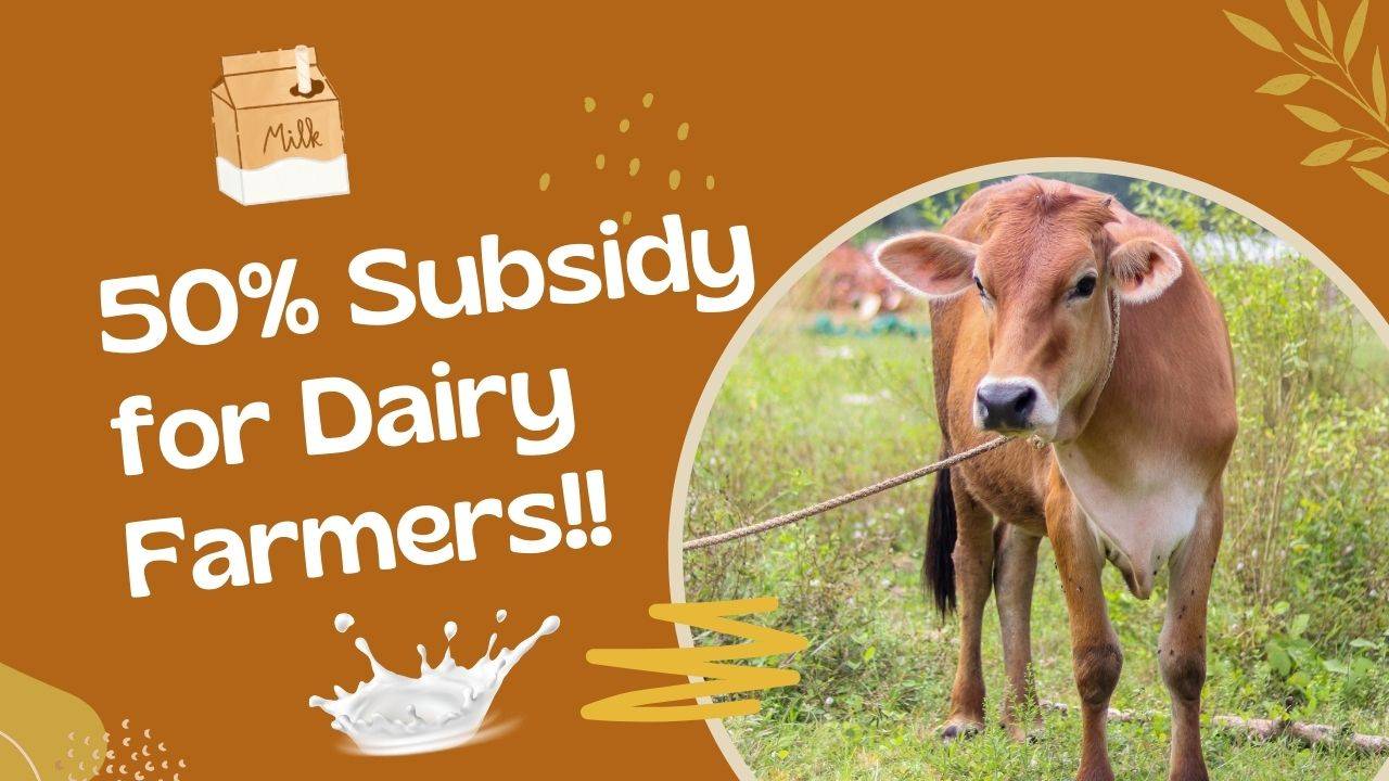 The Scheme Aims to Improve the Breed of Cows in Order to Enhance Milk Production and Raise the Income of Dairy Farmers. (Image Courtesy- Canva)