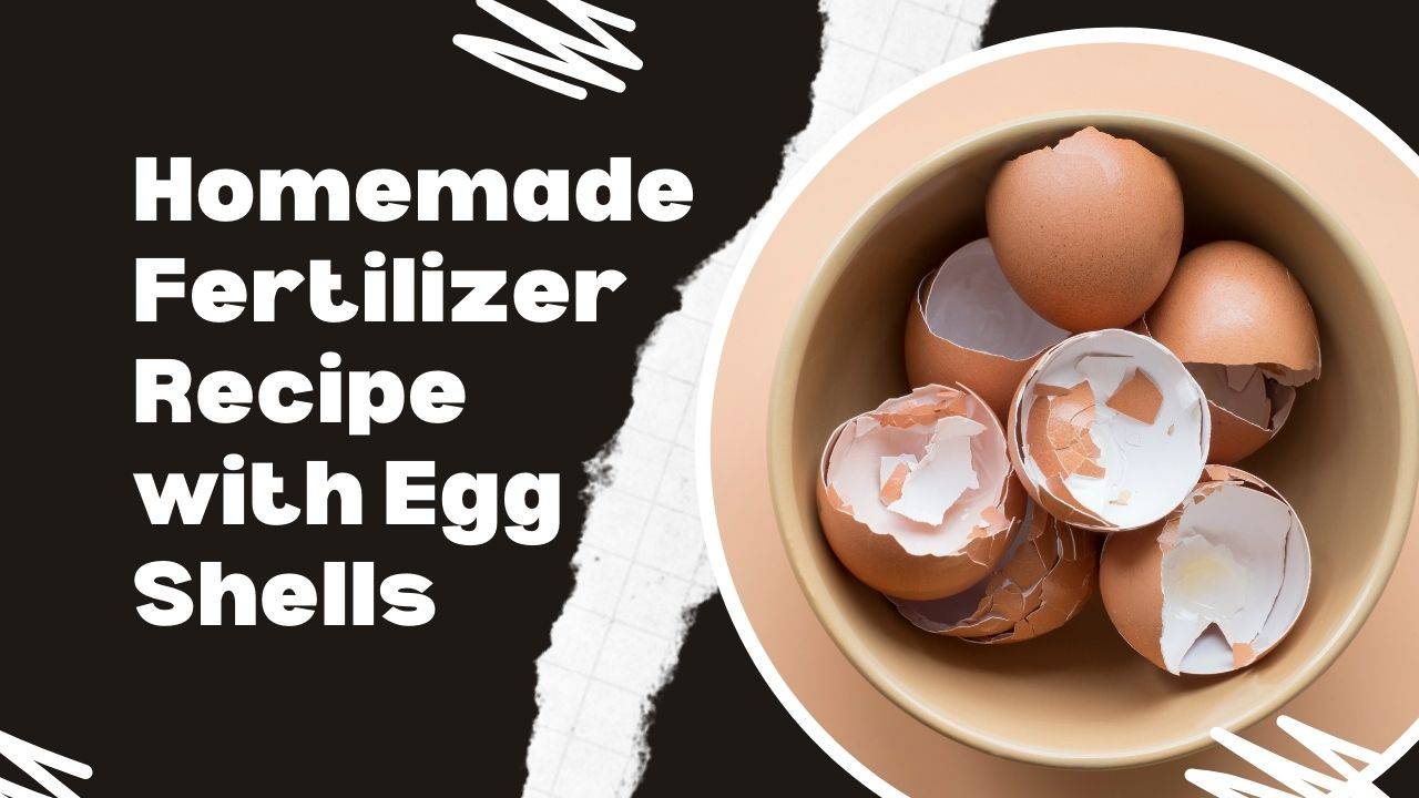 Save eggshells after cooking or baking. Rinse them thoroughly to remove any remaining egg residue. Let them air dry completely. (Image Courtesy- Canva)