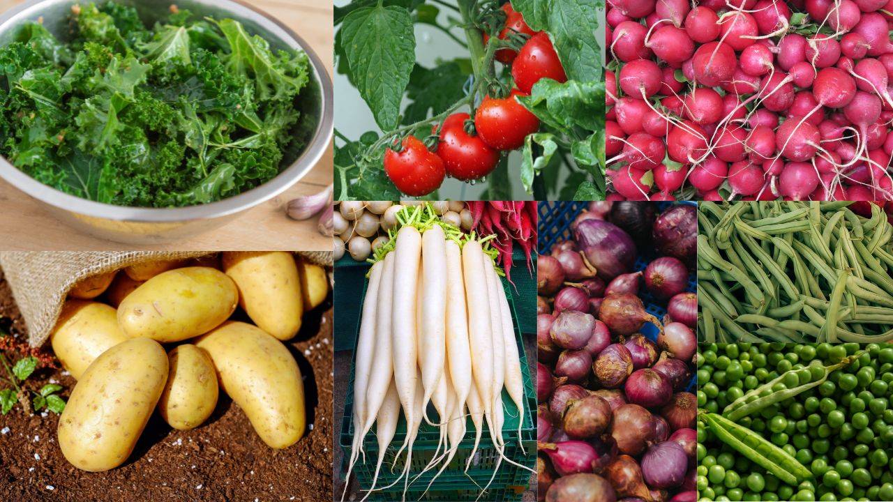 Some of the Best vegetable groups for a coastal climate. (Image Courtesy- Canva)