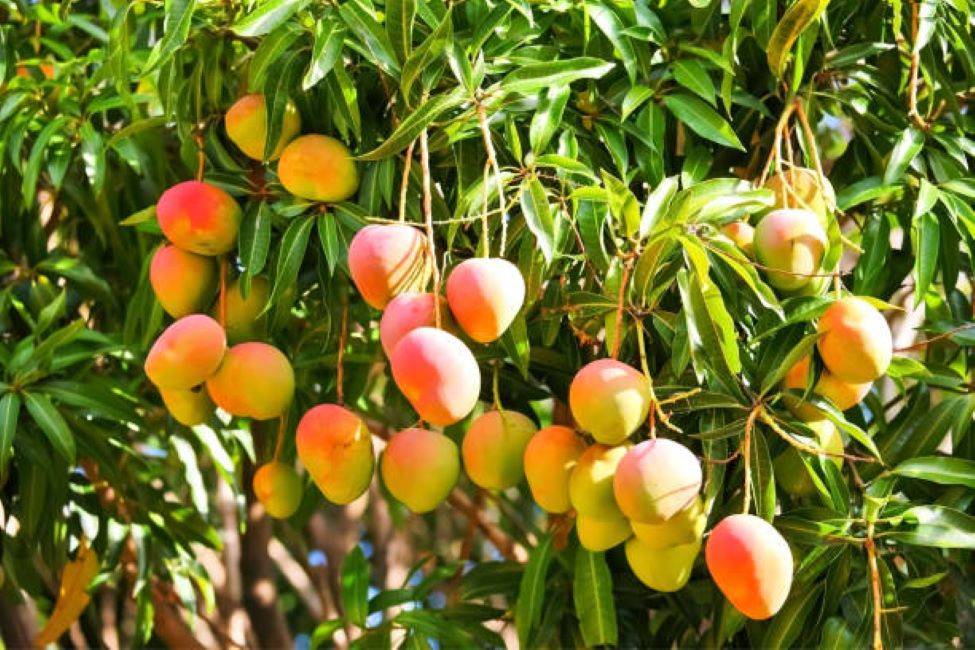 India's Mango Exports Surge to USD 47.98 Million in Fiscal Year 2023-24 (Photo Source: Pexels)