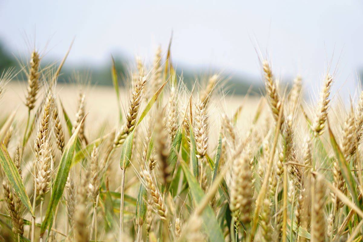 Wheat Procurement: Bidders Can Now Purchase 200 MT through OMSS (D) Starting November 1, 2023 (Photo Source: Pexels)