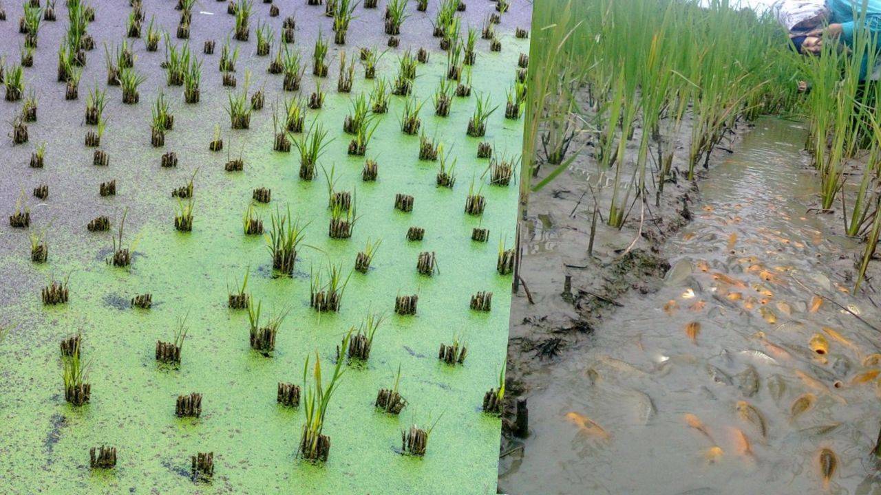 The integrated rice-crayfish farming system resulted in significant trade-offs in biodiversity of different microbial groups. (Image Courtesy- Freepik)