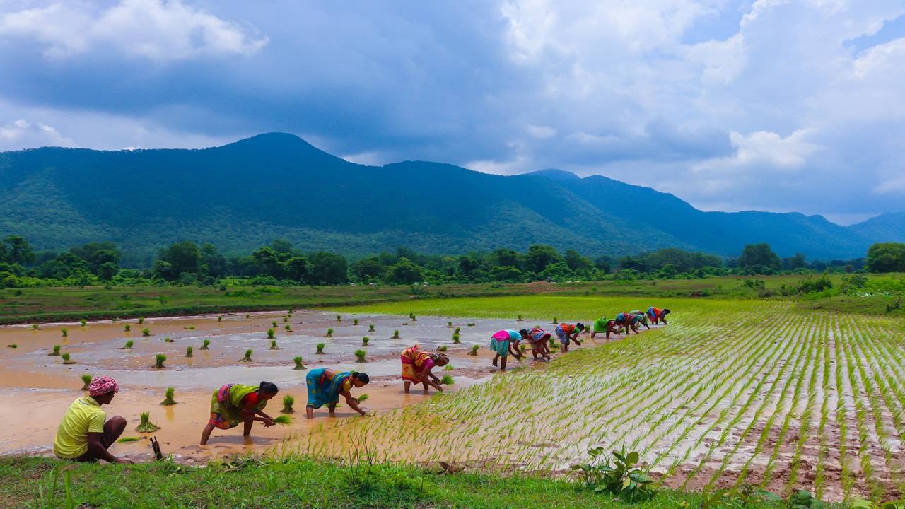 There are over 1.308 million acres of Ayakattu (land depends on canal irrigation) under the Prakasam Barrage. (Image Courtesy- Unsplash)