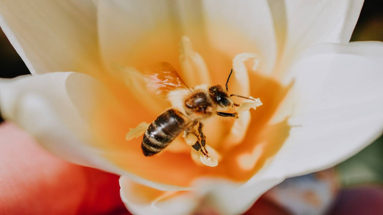 The relative yield growth rate of pollinator-dependent crops also slowed after 1993, suggesting pollinator limitation. (Image Courtesy- Unsplash)