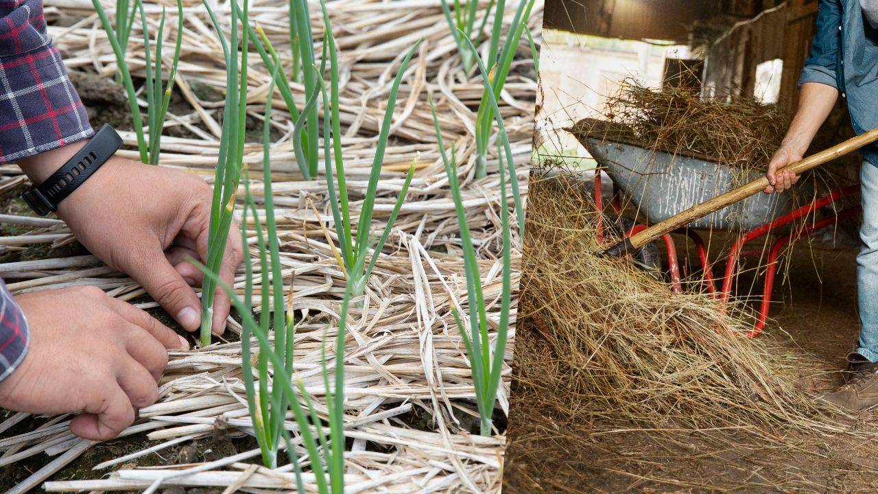 Straw mulch is added to lawns, vegetable gardens, and small fruits. (Image Courtesy- Freepik)