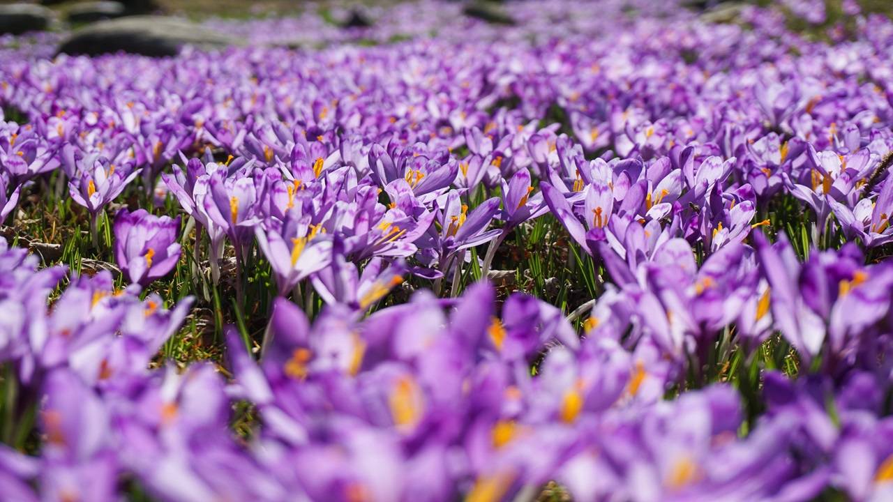 The festival was held at India International Kashmir Saffron Trading Centre (IIKSTC), Dussu, Pampore to promote agro-tourism and agro-industry. (Image Courtesy-Freepik)