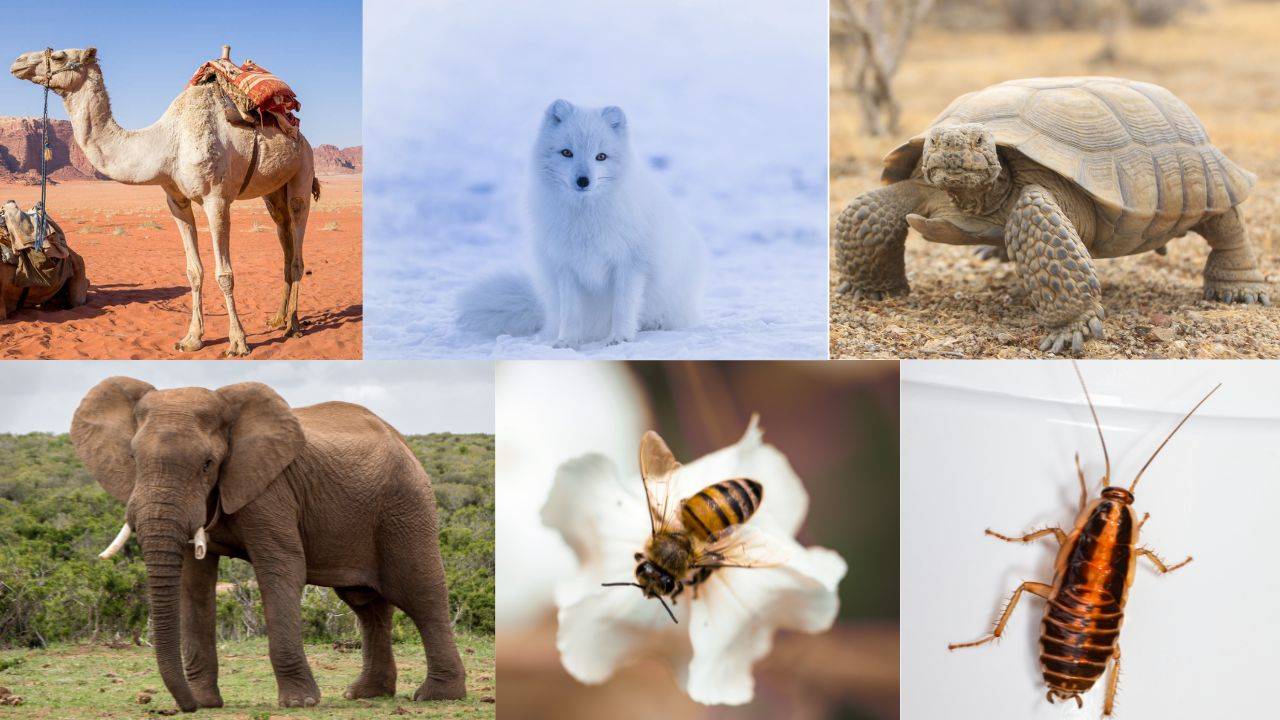 Some of the animals that can survive without food for extended periods. (Image Courtesy- Canva)