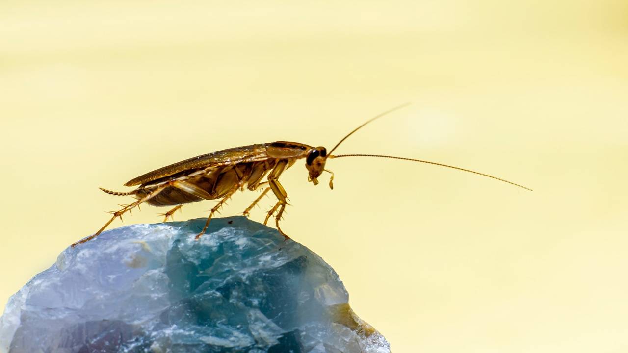 The process of “milking” a cockroach is precise and laborious, but the outcome is flashy. (Image Courtesy- Unsplash)