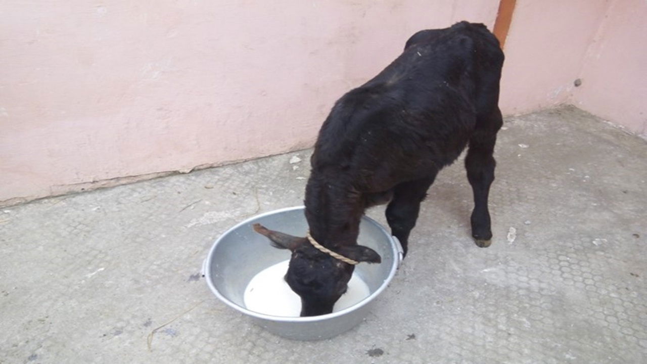 Pail feeding of milk