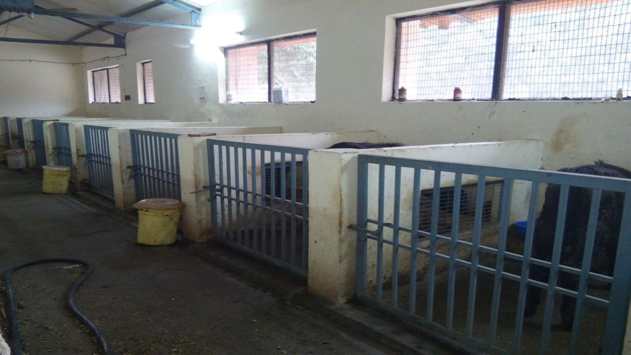 Individual calf pens for housing calves upto one month of age