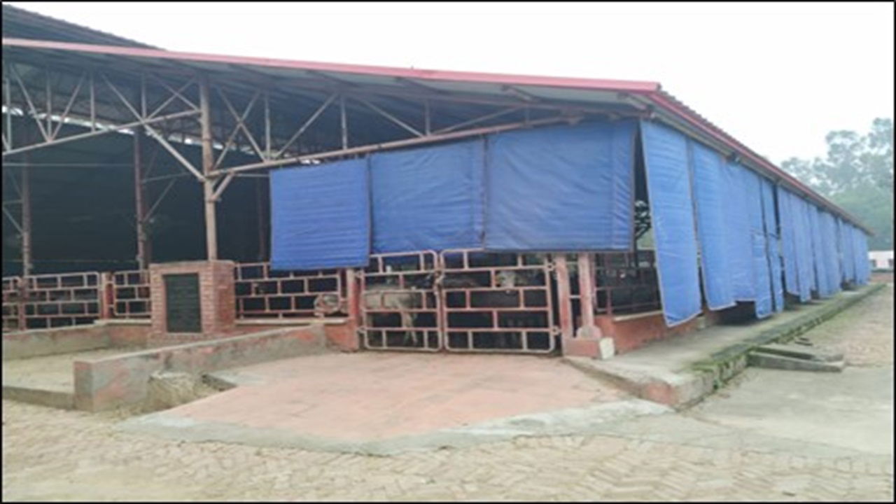 Curtains hung in calf shed to prevent direct entry of cold air