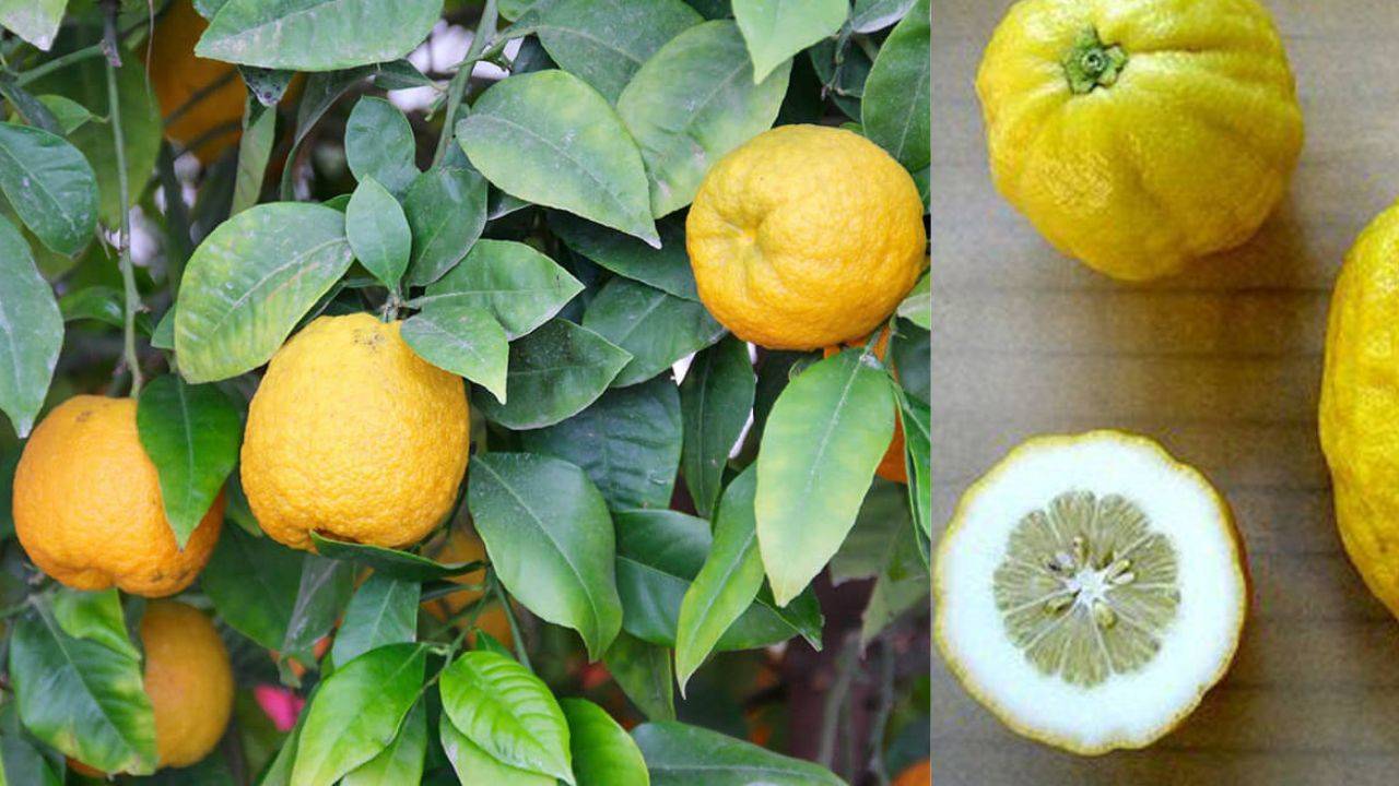 The flavonoids present in the citron fruit works as antioxidants that lower the risk of breast, pancreas, and stomach cancer. (Image Courtesy- Freepik)