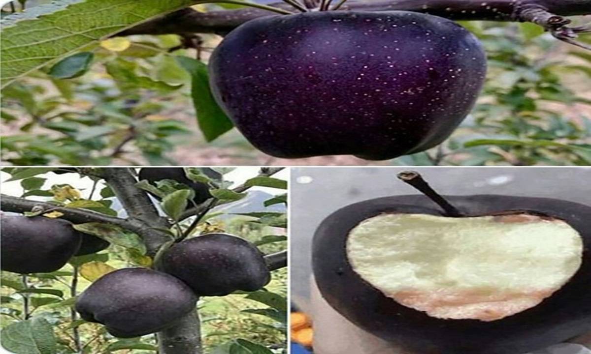 These rare apples are called Black Diamond and they are currently only grown in the mountains of Tibet. (Photo Courtesy: Twitter/Massimo)