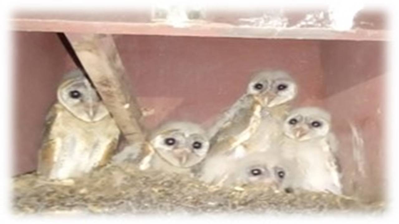 Barn Owls