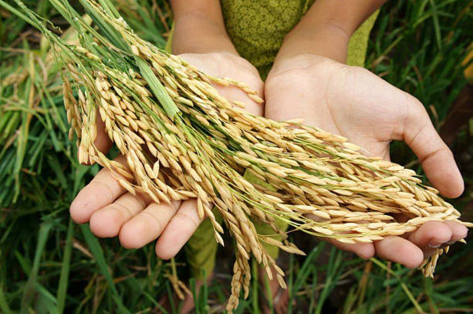 PMGKAY: Govt Unveils 5-Year Plan to Provide Free Food Grains to 81.35 Crore Beneficiaries (Photo Source: Pexels)