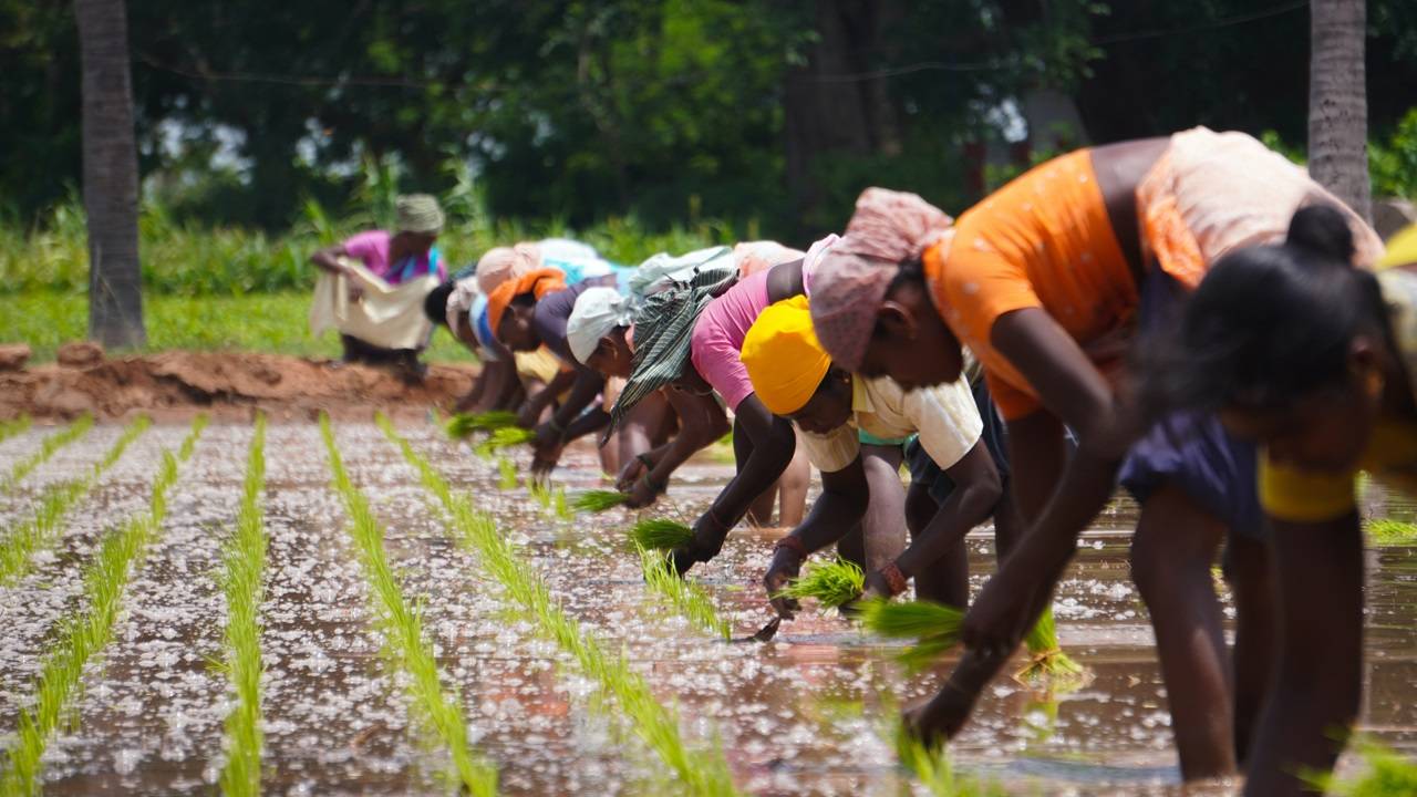 There is ‘feminisation’ of agriculture sector, with number of women increasing in multiple roles as cultivators, entrepreneurs and labourers. (Photo: Unsplash)