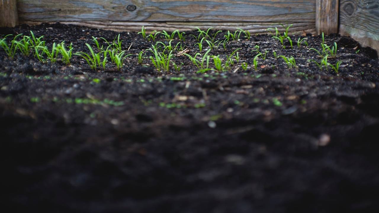 The farm grows completely organic food for humans, fodder, and forage for animals. (Photo: Unsplash)