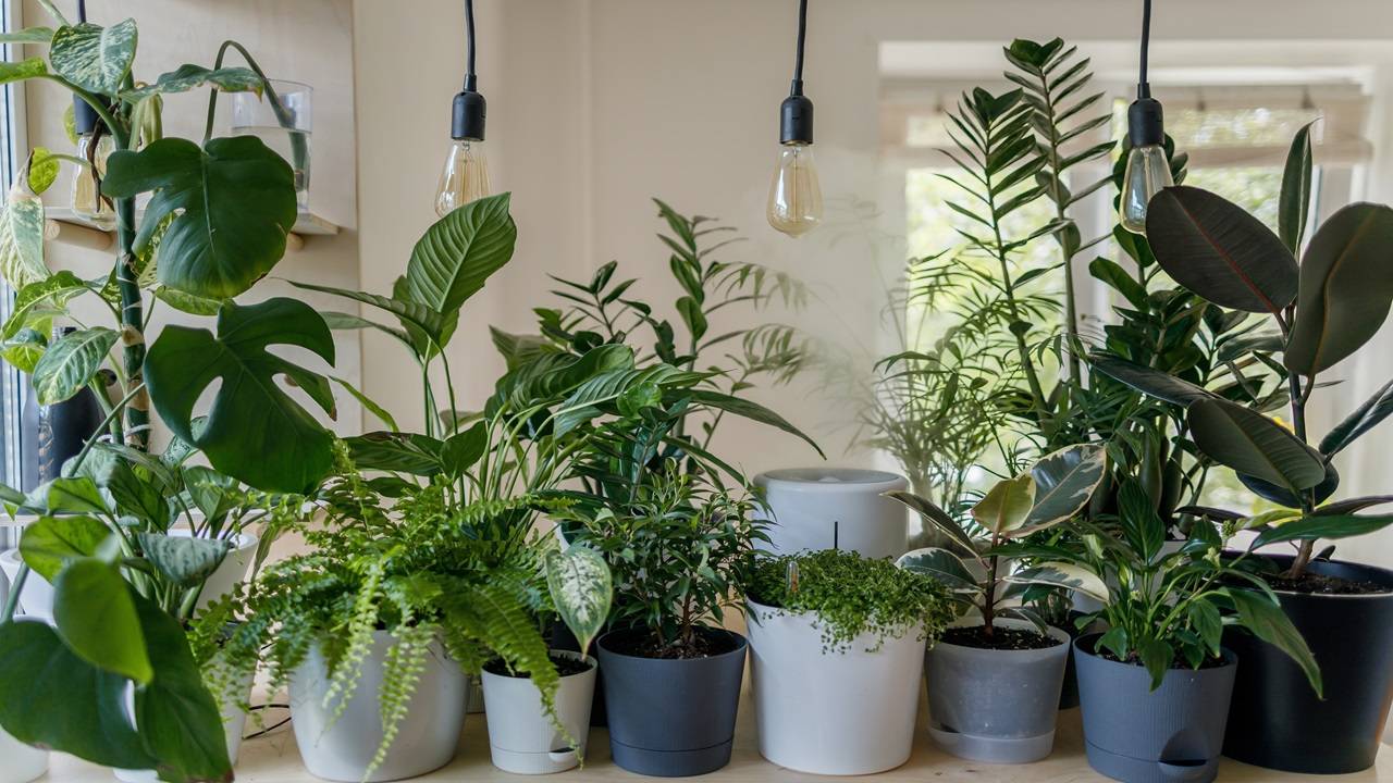 During the winter season, it is important to keep the plants inside as it is cold. (Photo: Unsplash)