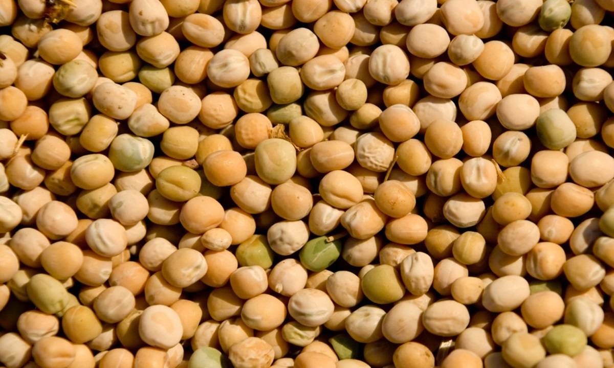 The import of yellow peas is free of cost for a period up to March 31, 2024. (Photo: Freepik)