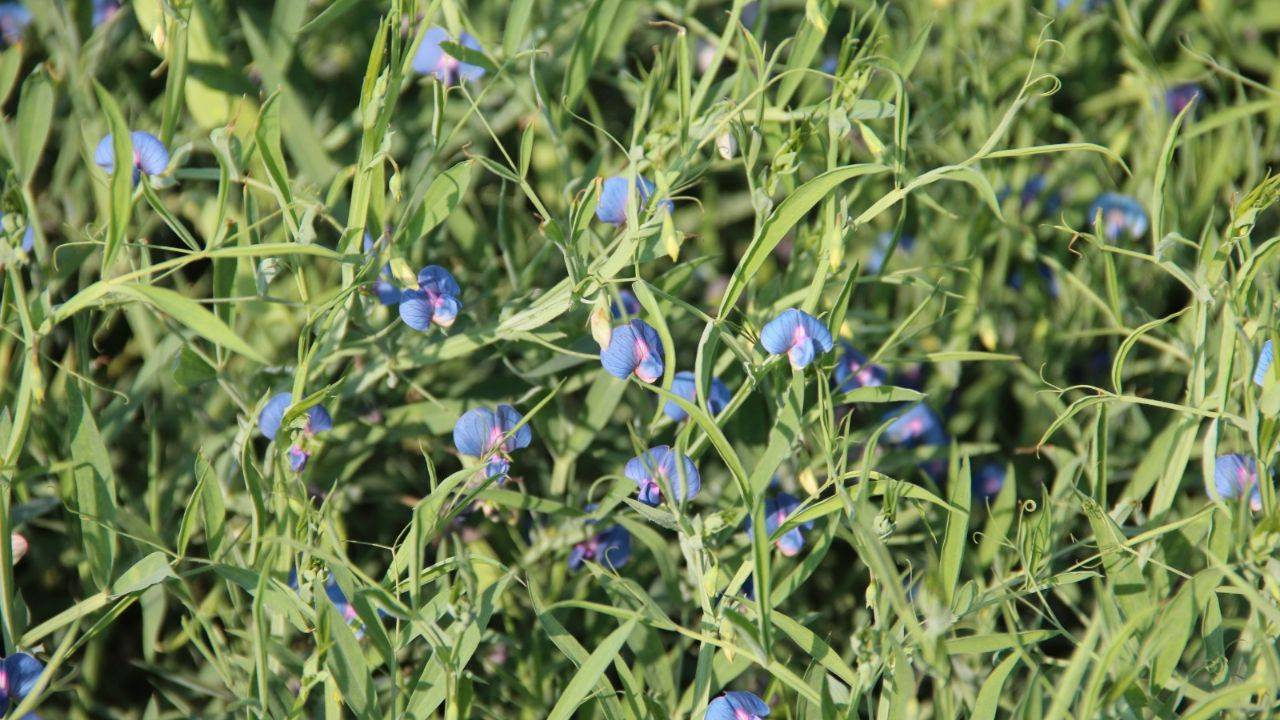 The grass pea program at ICARDA has benefited from the extensive evaluation and use of landraces and crop wild relatives (CWR)