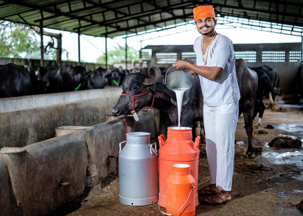 Transforming India's Dairy Sector: An In-Depth Look at Restructured National Programme for Dairy Development (Photo Source: Pixabay)