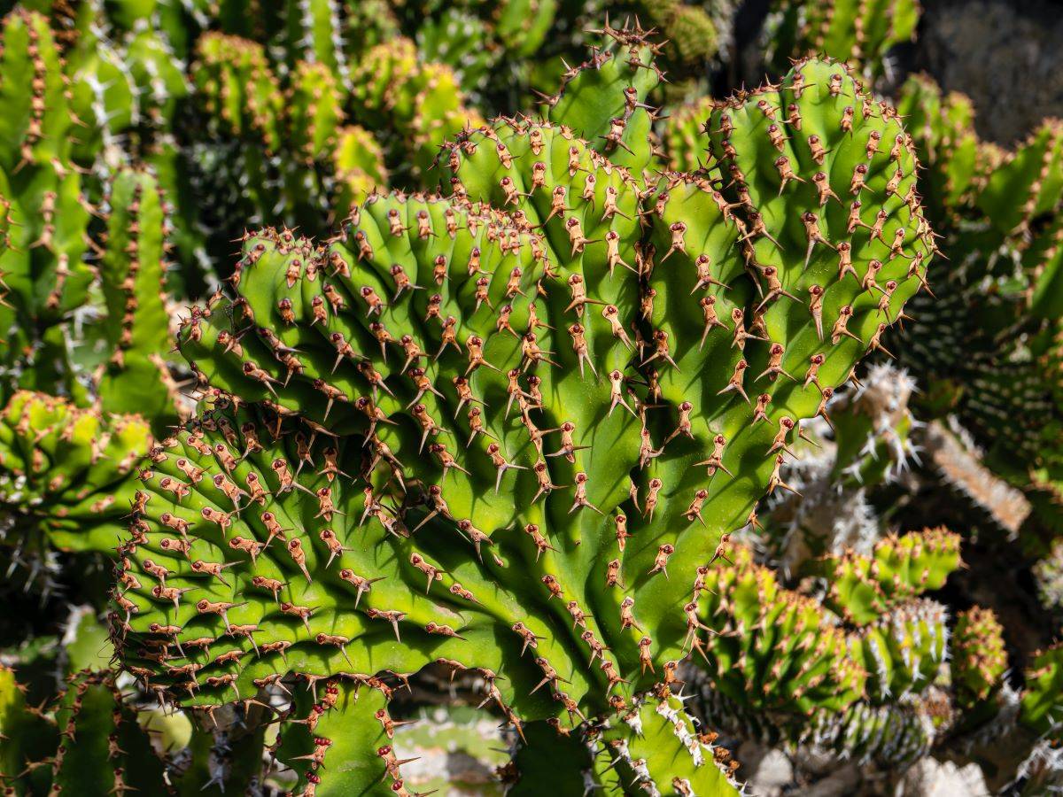 Minister for Rural Development & Panchayati Raj Giriraj Singh to Address One Day National Workshop on Cactus for Green Economy in Watershed Projects(Photo Source: Pixabay)