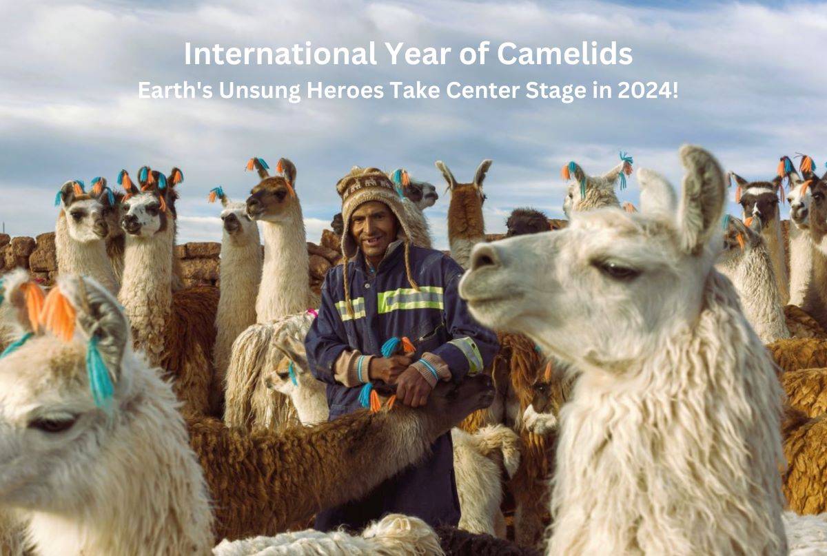 International Year of Camelids: Earth's Unsung Heroes Take Center Stage in 2024! (Photo Source: FAO)