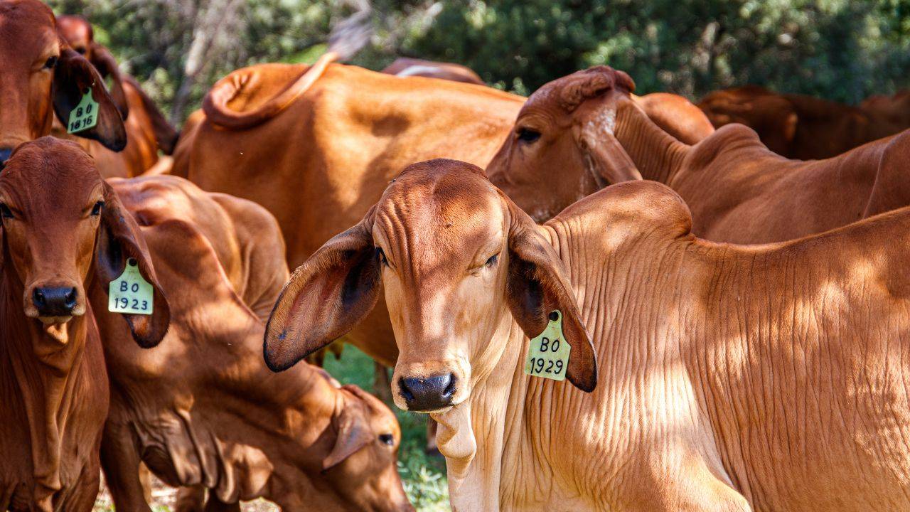 Livestock production, contributing about one-third of human-caused emissions, is under scrutiny for its role in methane release (Image Courtesy: Freepik)