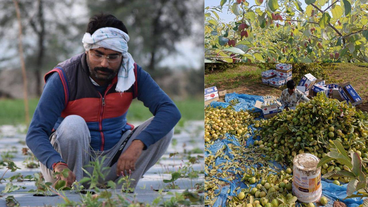 A lawyer by profession, Swami earns lakhs annually cultivating various crops such as white peanuts, etc, using organic methods.