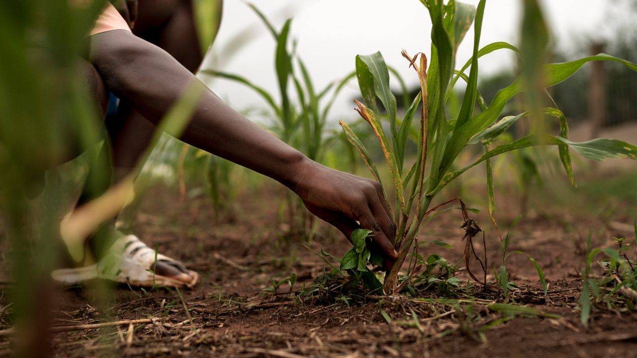 Kenya and India Forge Deeper Ties in Agricultural Innovation (Image: Freepik)