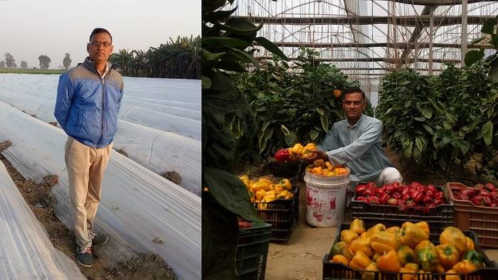 Dinesh Chauhan grows various crops in his farm primarily focusing on strawberries and sweet corn. He has also developed poly houses for hoticulture.