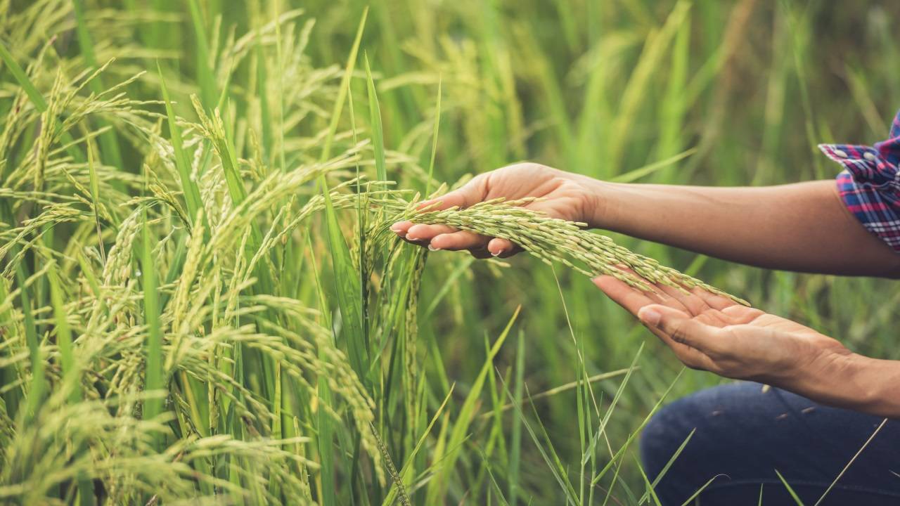 The amalgamation of ancient wisdom with modern innovation stands as India's path to sustainable agriculture in the coming years. (Representational Image)