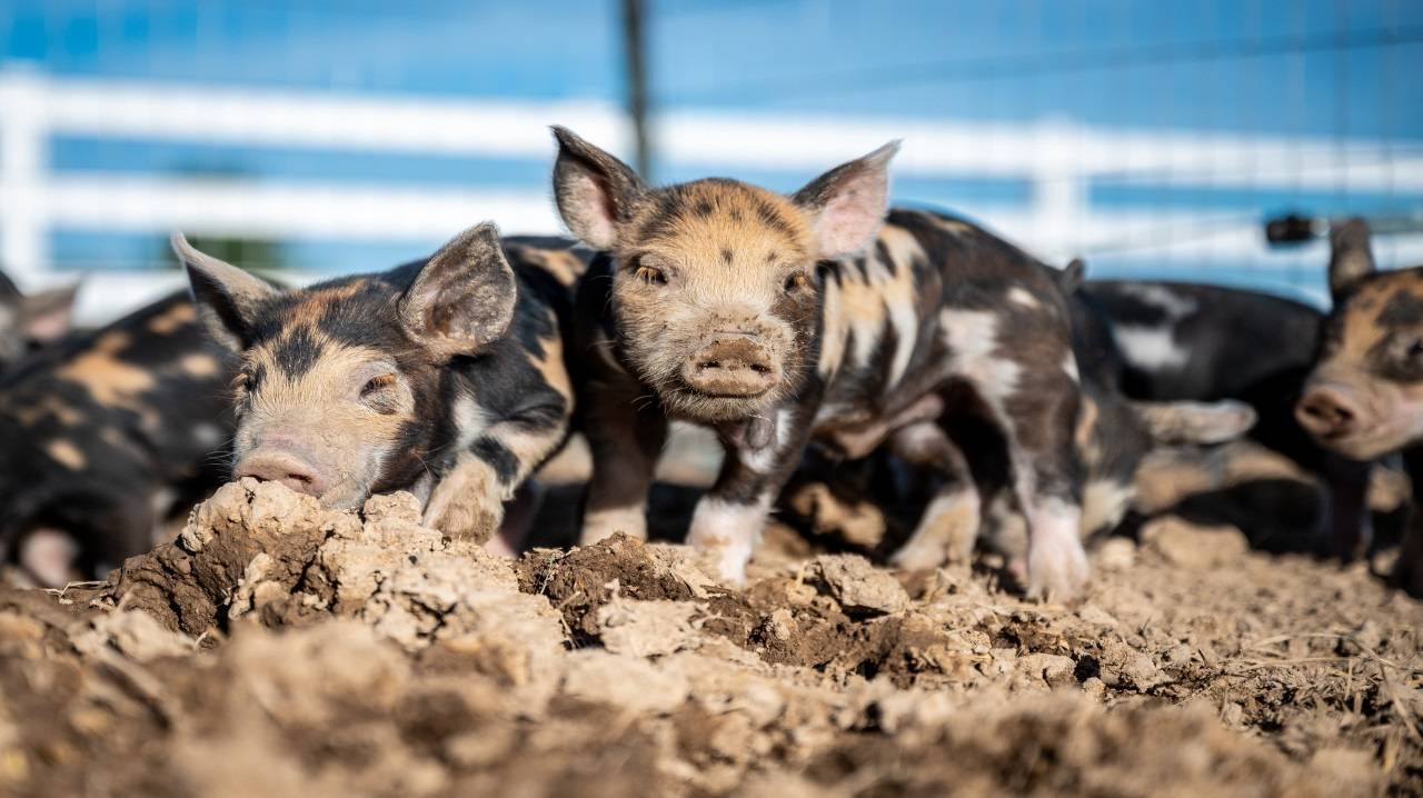 The researchers analysed the 'transcriptome' within various tissue types to draw a parallel genetic comparison between humans and pigs. (Representational Image)