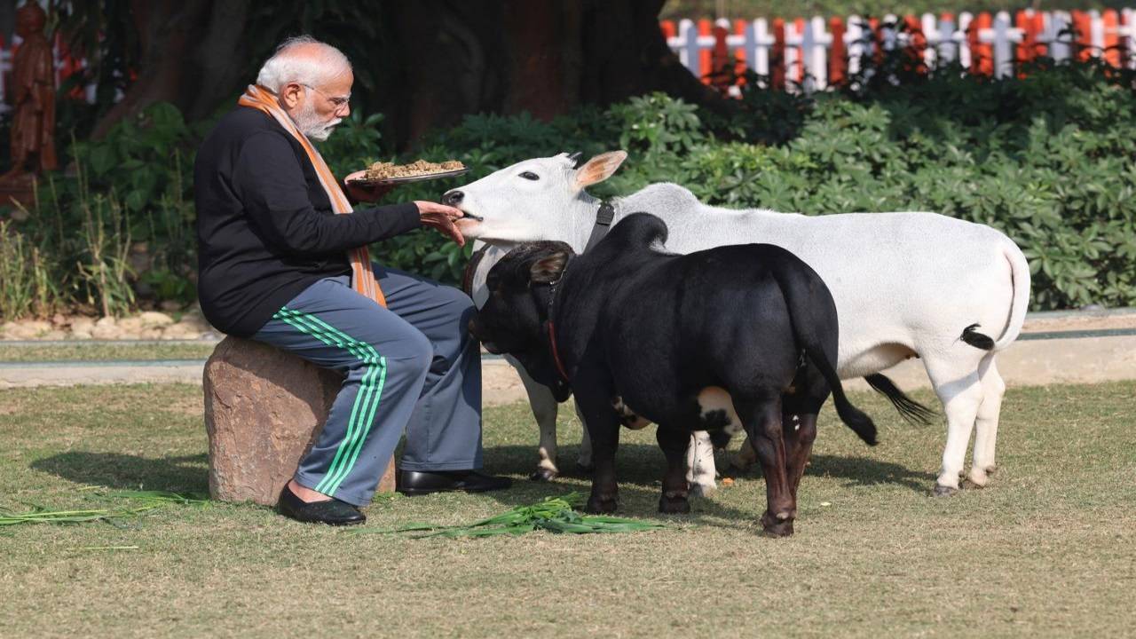 In Hindu traditions, the act of feeding cows during Makar Sankranti is considered to be auspicious. (Courtesy: X, MyGovIndia)