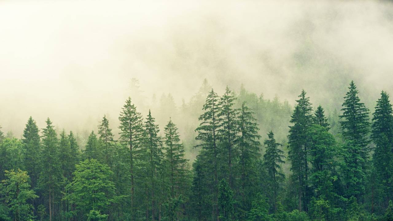 The study outlines the regional imbalances in forest productivity, emphasising the increasing natural calamities in American West's ecosystems. (Picture Courtesy: Pexels)