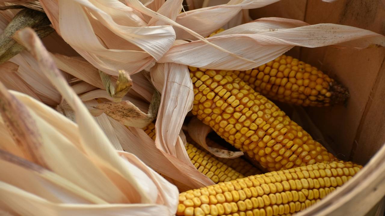 India aims to boost corn production by 10 million tonnes over the next five years. (Picture Courtesy: Pexels)