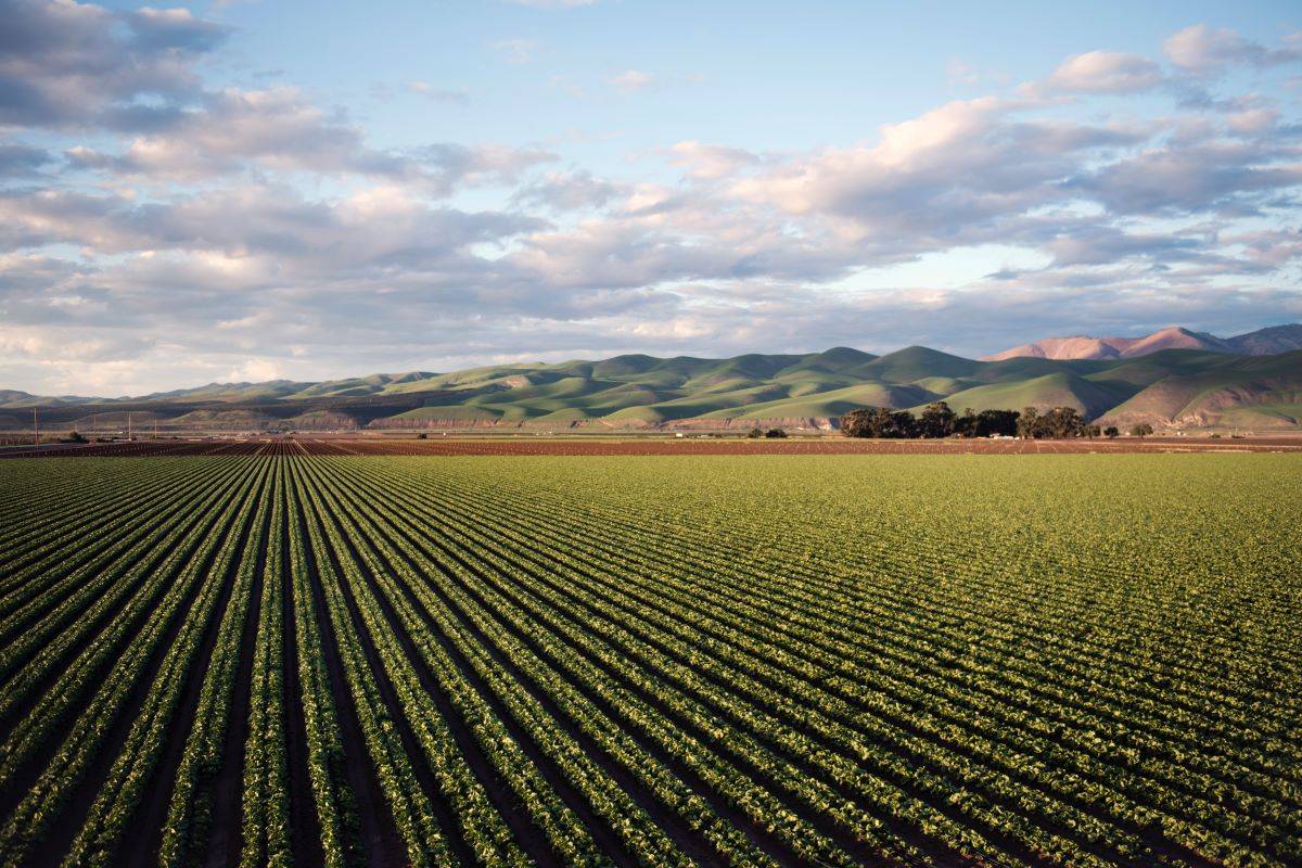 Ministry of Agriculture Unveils Releases 3rd Advance Estimate for 2022-23, Credits Farmers, Scientists, and Pro-Farmer Policies (Photo Source: Pexels)