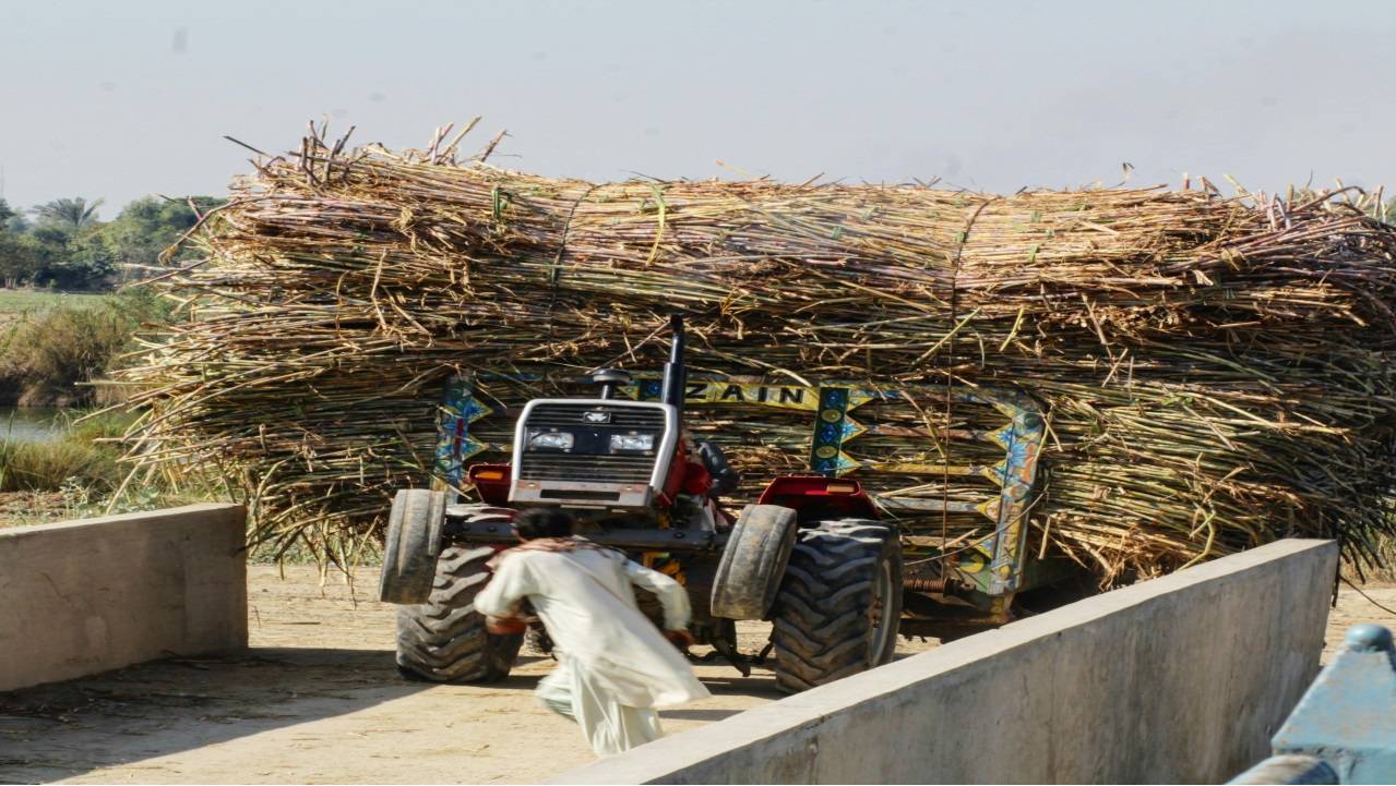 In Northern India, the Uttar Pradesh government has announced a Rs 20 per quintal increase in sugarcane prices, presenting it as a goodwill gesture to farmers. (Picture Courtesy:  Pexels)