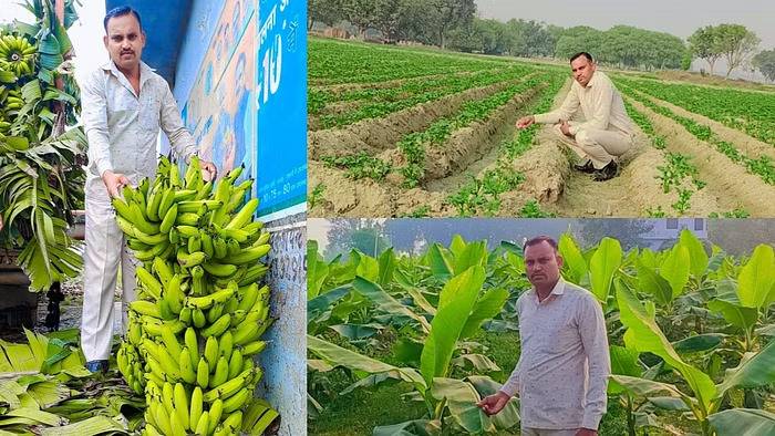 Kushwaha's agricultural legacy began in 1986 when his father pioneered banana cultivation in Kaushambi.