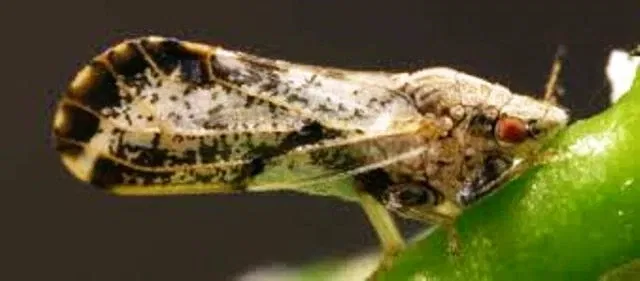 Citrus tree bugs spray