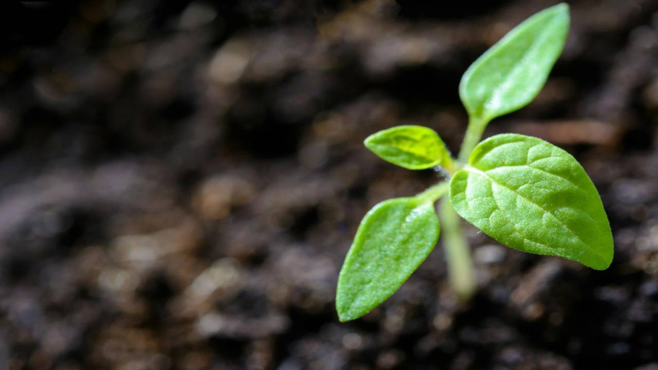 The government's commitment to the GOBARdhan scheme materialised with the establishment of 198 green energy plants in the current fiscal year. (Picture Courtesy: Pexels)