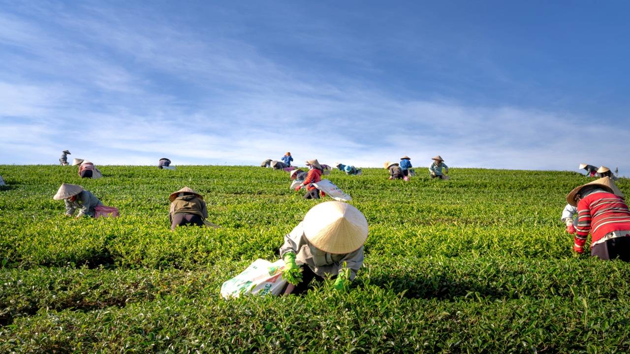 The shift from jhum cultivation to settled agriculture marks a positive change for the agricultural sector. (Picture Courtesy: Pexels)