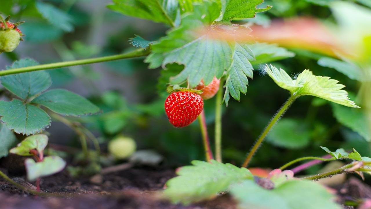 Strawberry Agriculture in India and World