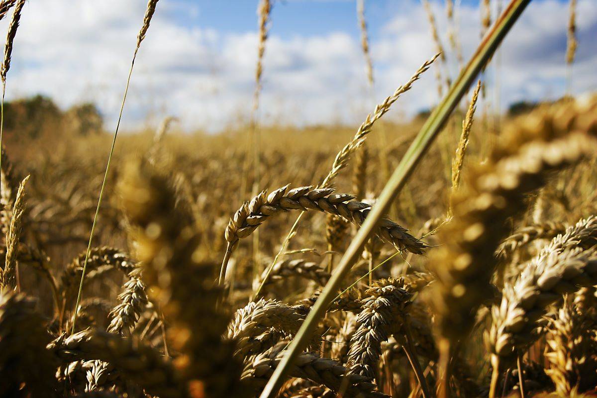 Govt's Strategic Initiatives: Boosting Wheat & Rice Availability, Price Stability, and Ensuring Food Security (Photo Source: Pexels)